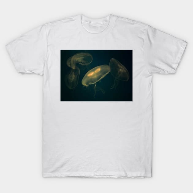 Aurelia Aurita. Vladivostok Aquarium, Russia T-Shirt by IgorPozdnyakov